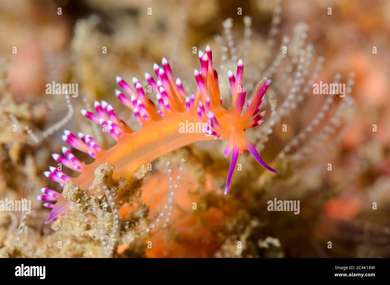 sea slug or nudibranch, Coryphellina aurora, Lembeh Strait, North Sulawesi, Indonesia, Pacific Stock Photo