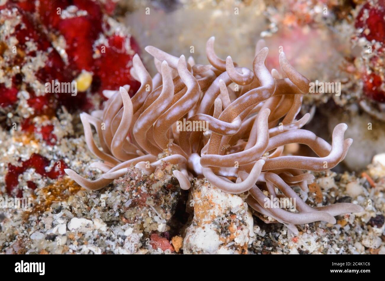 sea slug or nudibranch, Phyllodesmium colemani, Lembeh Strait, North Sulawesi, Indonesia, Pacific Stock Photo