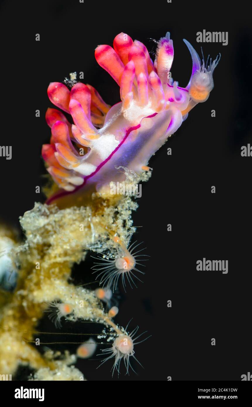 sea slug or nudibranch, Coryphellina flamma, Lembeh Strait, North Sulawesi, Indonesia, Pacific Stock Photo