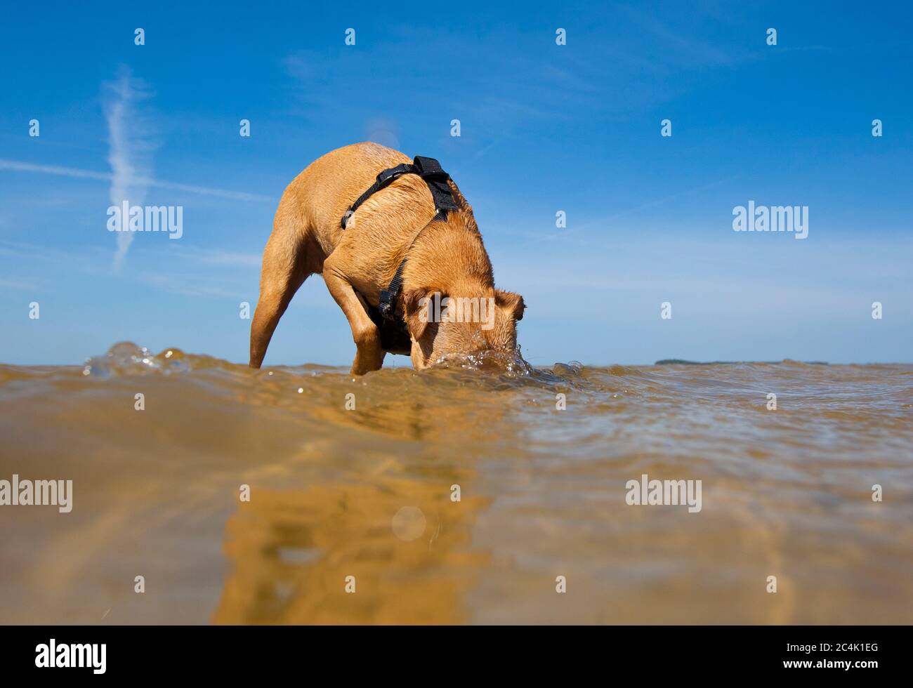 Dog standing in the water with its head underwater Stock Photo