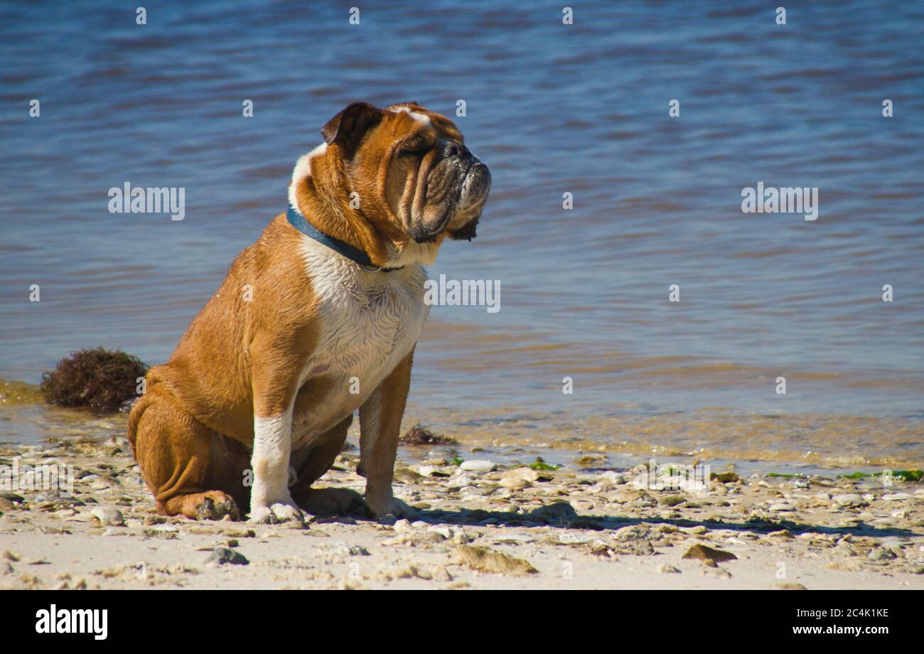 English Bulldog sitting on the beach Stock Photo
