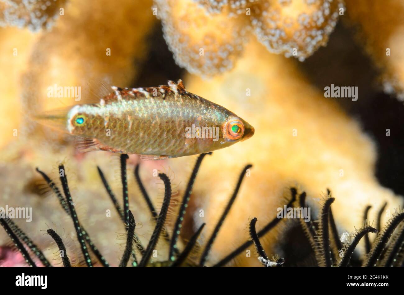 juvenile wrasse, Cheilinus sp., Lembeh Strait, North Sulawesi, Indonesia, Pacific Stock Photo