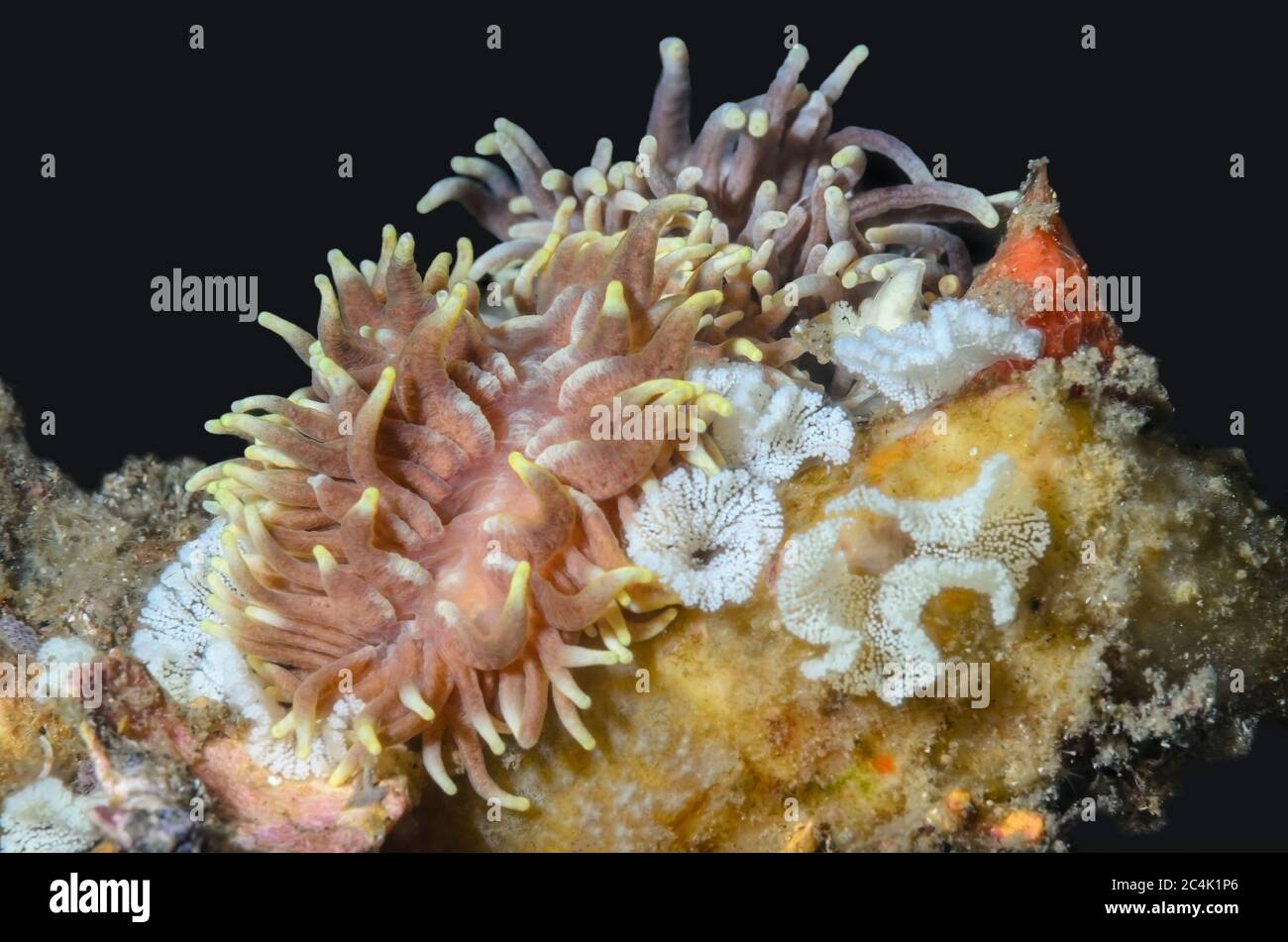 sea slug or nudibranch, Phestilla sp., Lembeh Strait, North Sulawesi, Indonesia, Pacific Stock Photo