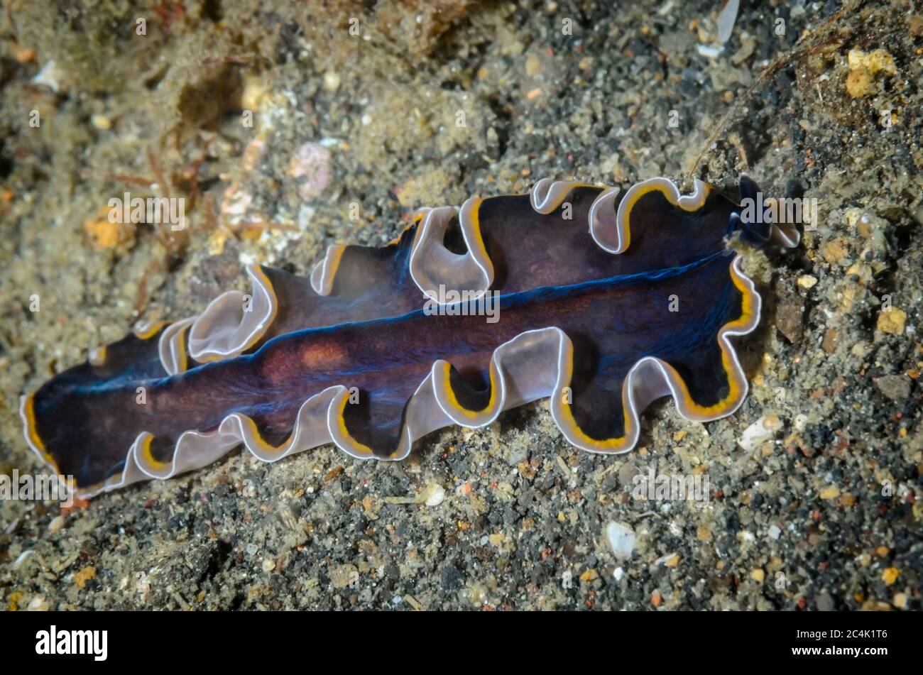 Marine flatworm, Pseudobiceros hancockanus, Lembeh Strait, North Sulawesi, Indonesia, Pacific Stock Photo