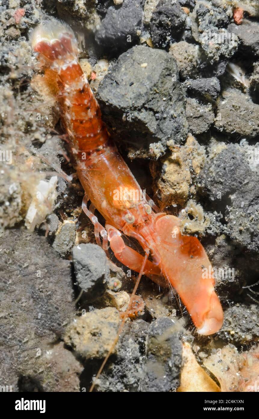Snapping shrimp, Alpheus pacificus, Lembeh Strait, North Sulawesi, Indonesia, Pacific Stock Photo