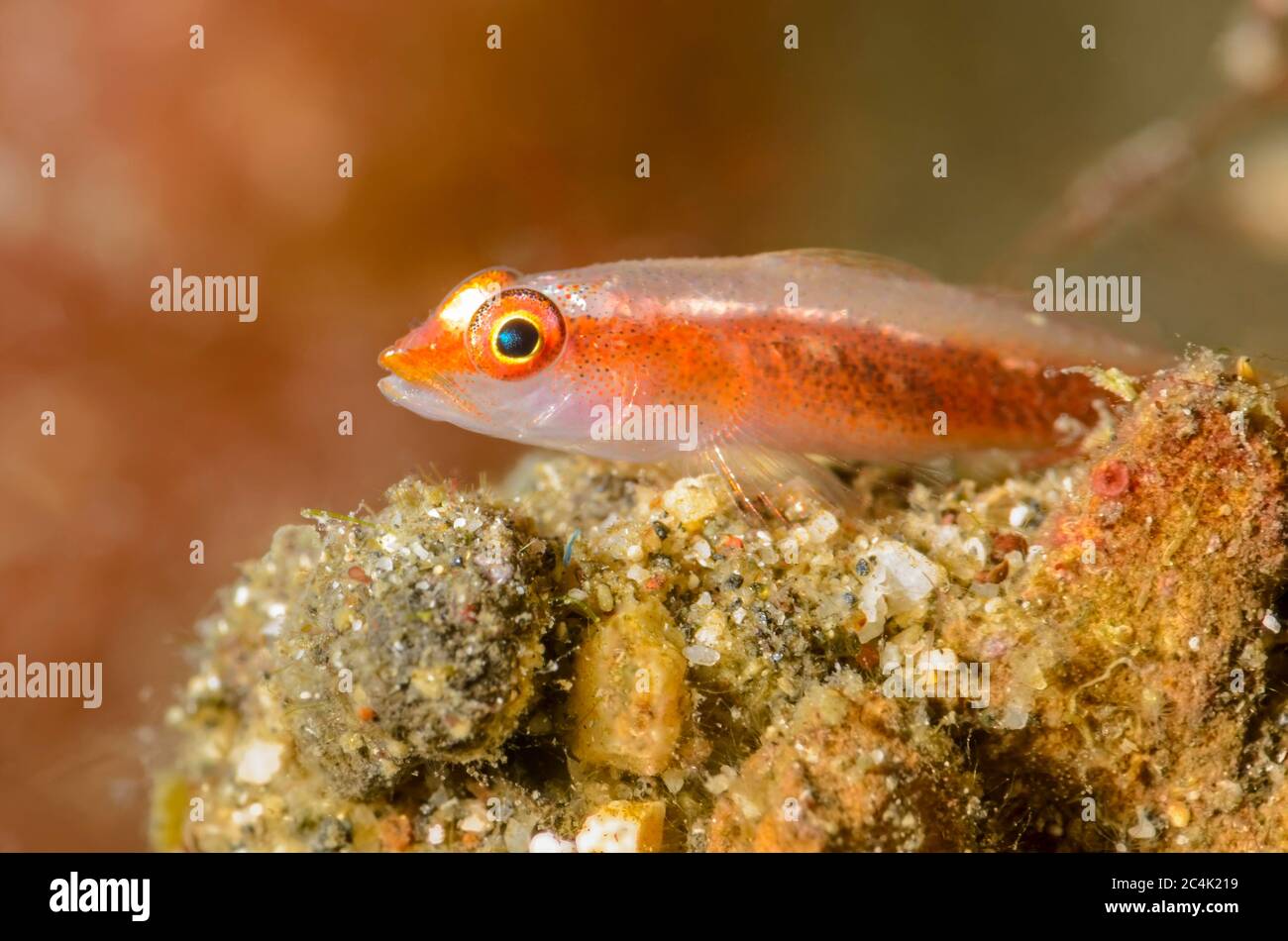 Translucent coral goby, Bryaninops erythrops, Lembeh Strait, North Sulawesi, Indonesia, Pacific Stock Photo
