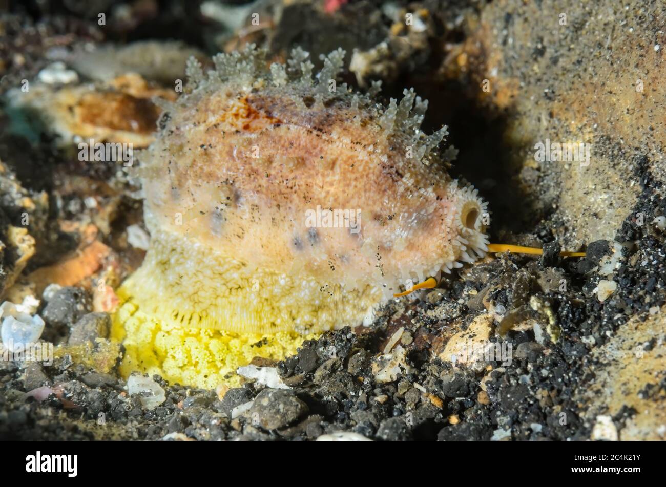 Cylindrical cowrie, Erronea cylindrica, laying eggs, Lembeh Strait, North Sulawesi, Indonesia, Pacific Stock Photo
