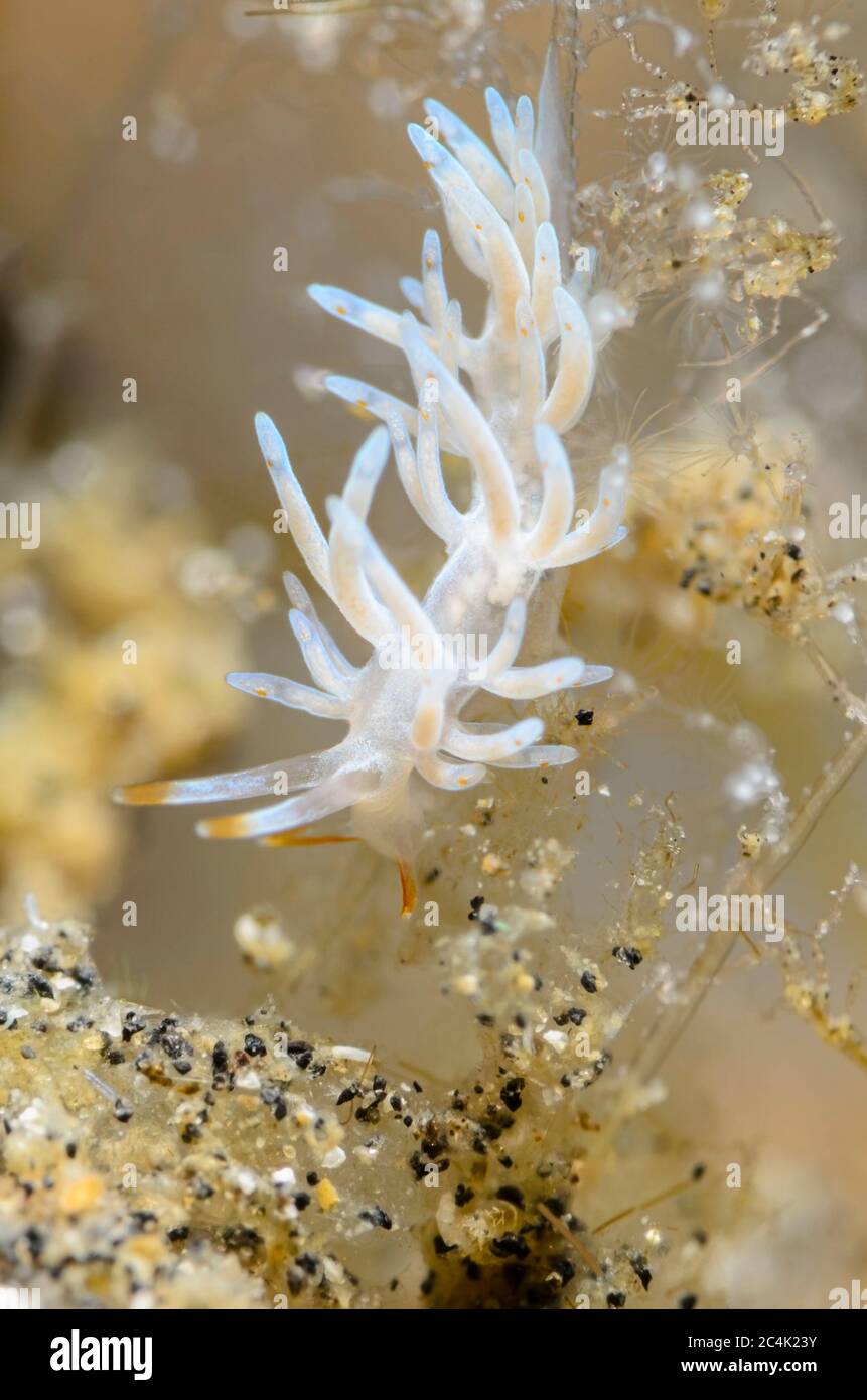 sea slug or nudibranch, Trinchesia sp., Lembeh Strait, North Sulawesi, Indonesia, Pacific Stock Photo
