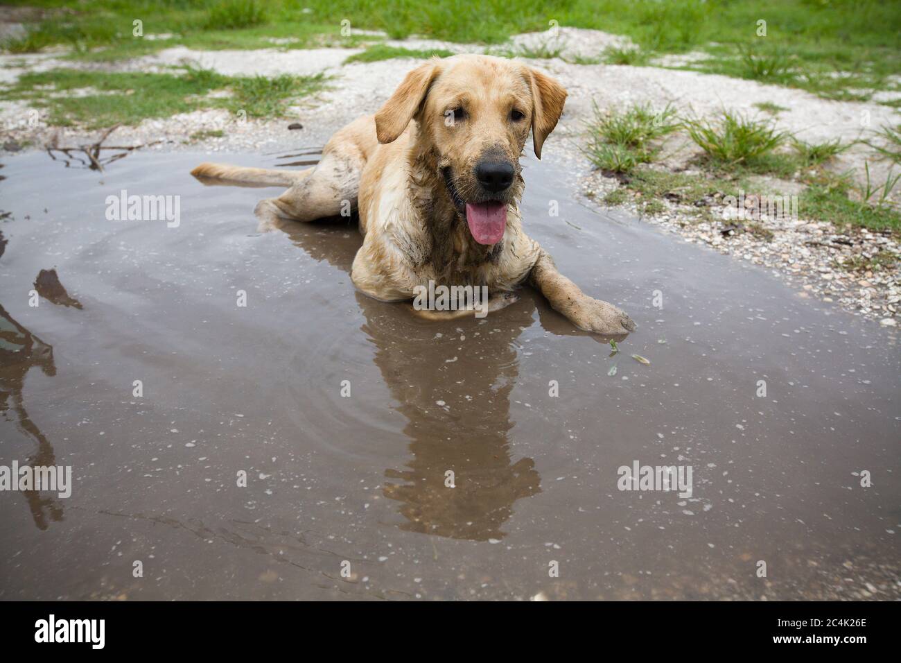 Yellow Lab sitting in a mud puddle to cool off Stock Photo