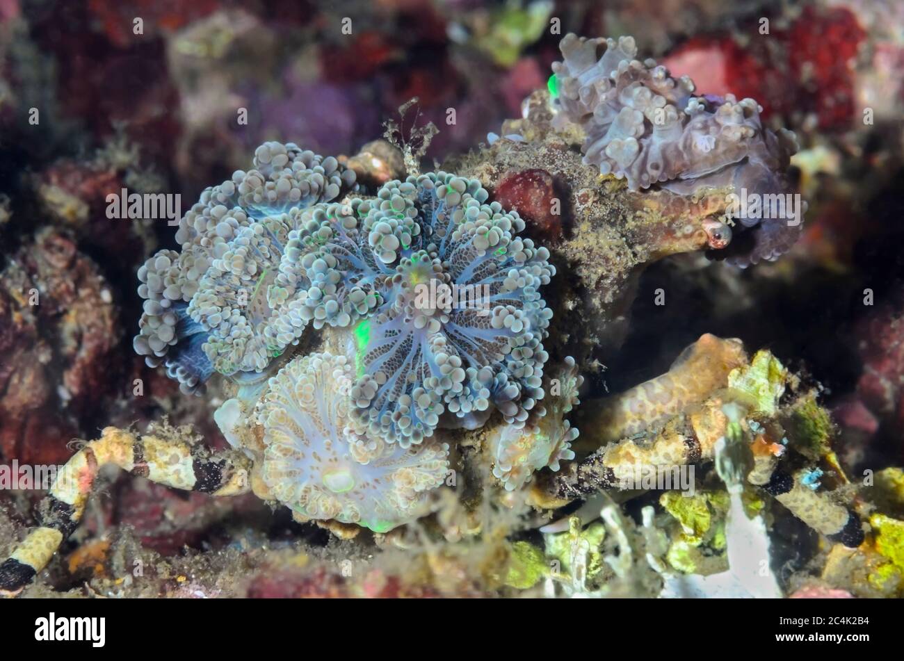 Corallimorph decorator crab, Cyclocoeloma tuberculatum, Lembeh Strait, North Sulawesi, Indonesia, Pacific Stock Photo