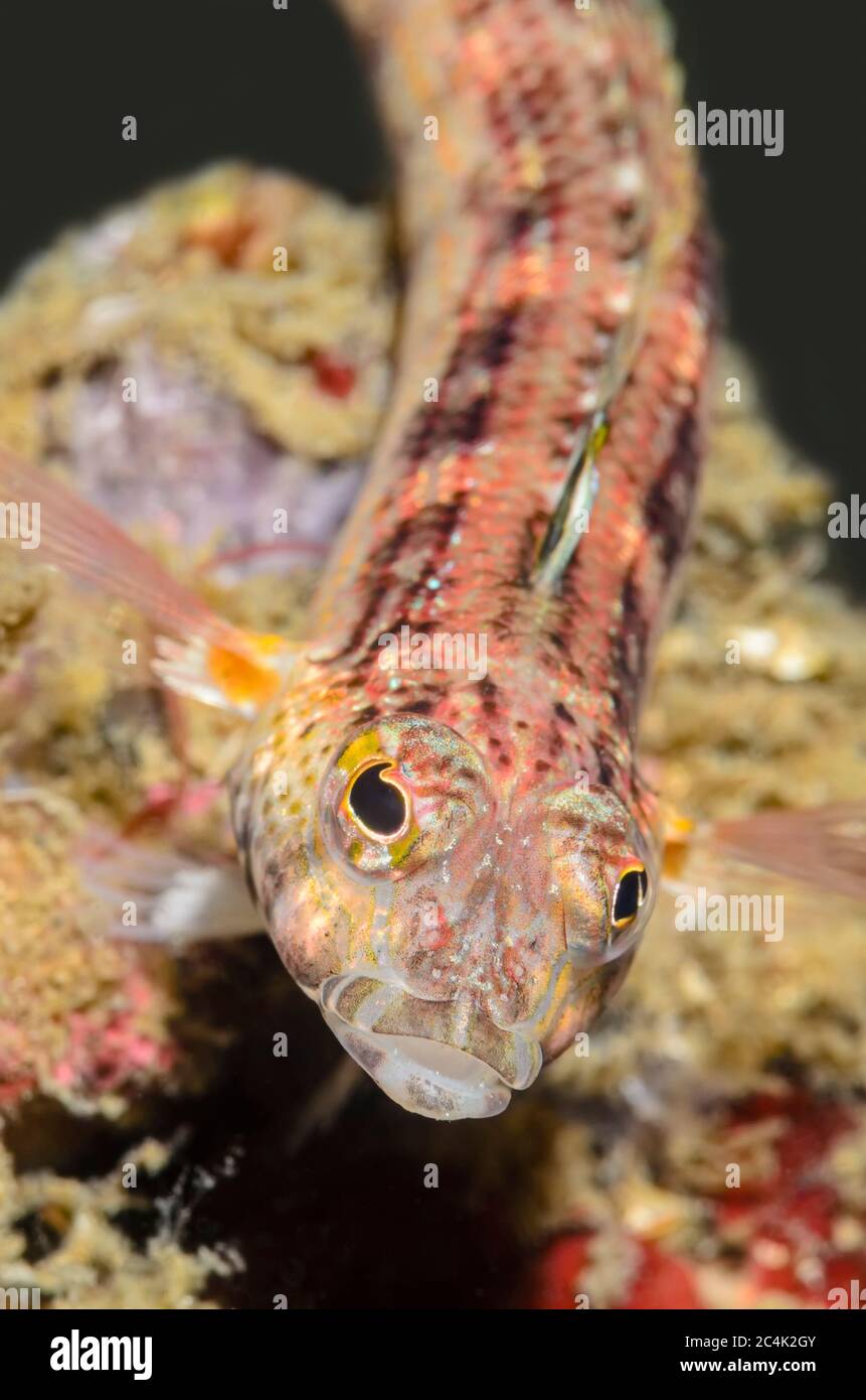 Red spotted sand perch, Parapercis schauinslandii, Lembeh Strait, North Sulawesi, Indonesia, Pacific Stock Photo