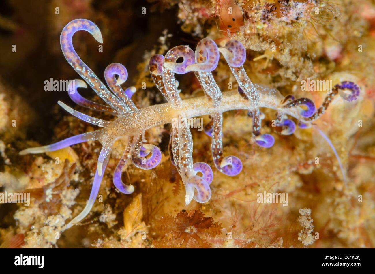 Sea slug or nudibranch, Phyllodesmium macphersonae, Lembeh Strait, North Sulawesi, Indonesia, Pacific Stock Photo