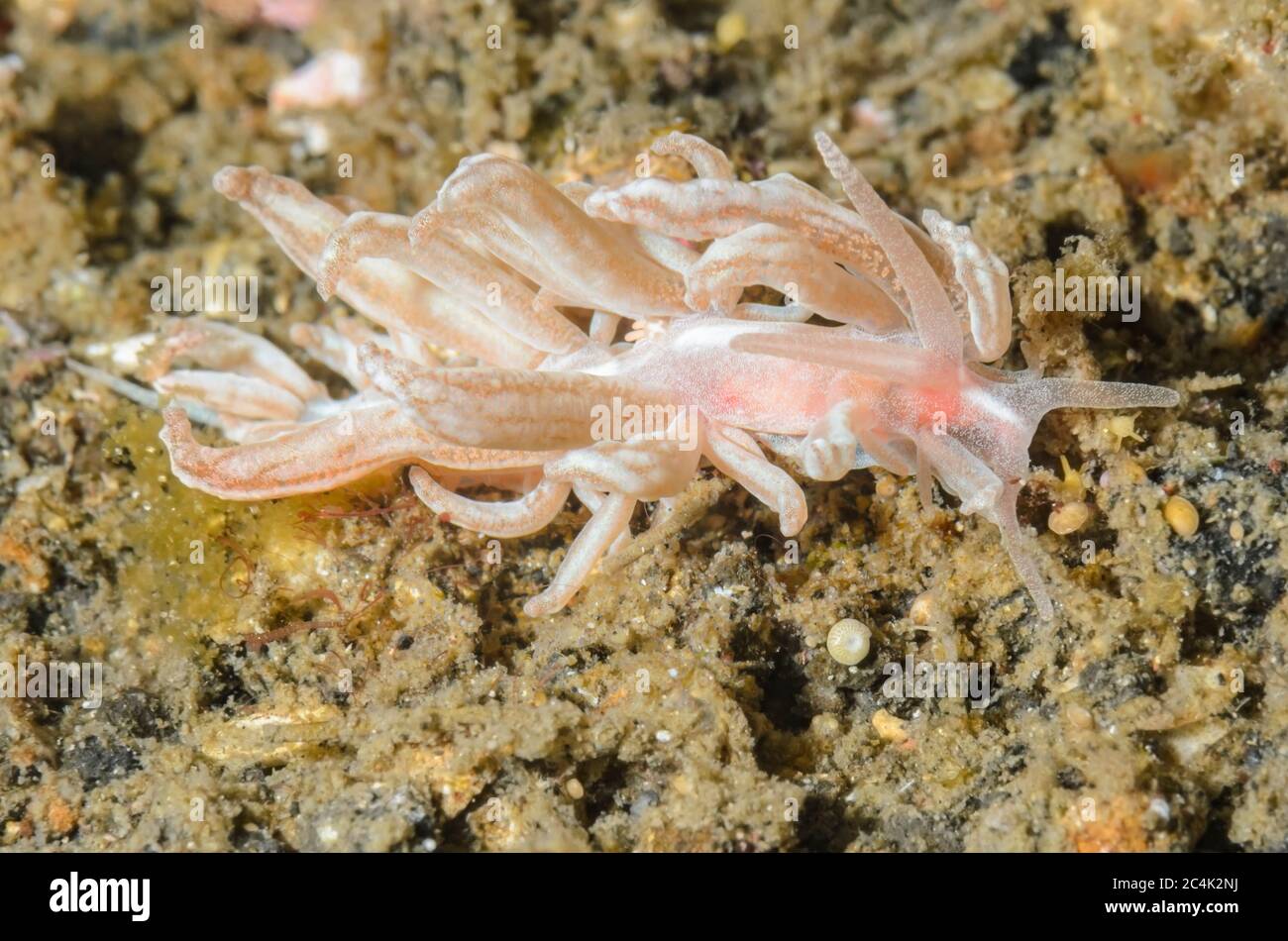 Solar powered sea slug or nudibranch, Phyllodesmium sp., Lembeh Strait, North Sulawesi, Indonesia, Pacific Stock Photo