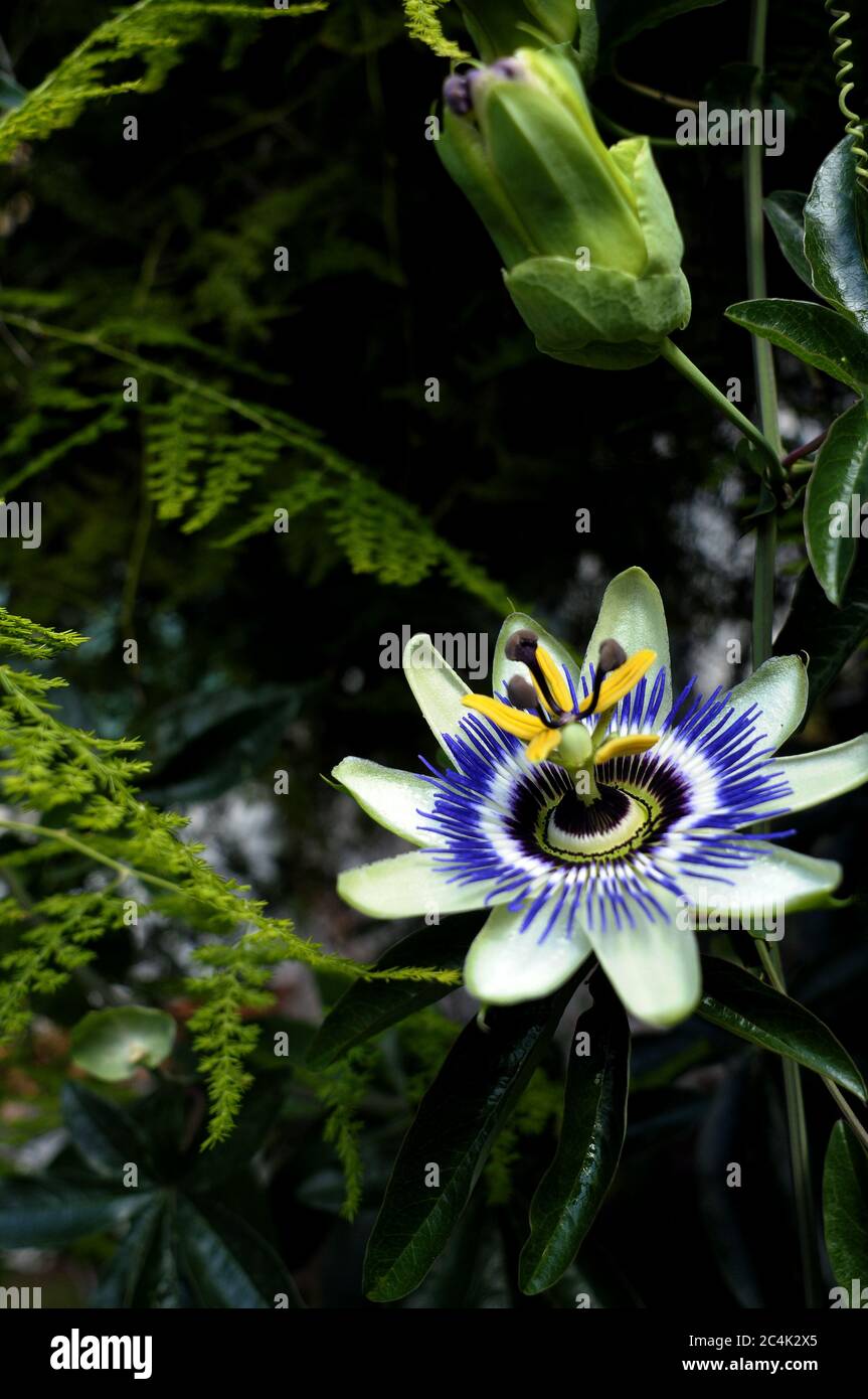 Beautiful flower colors hi-res stock photography and images - Alamy