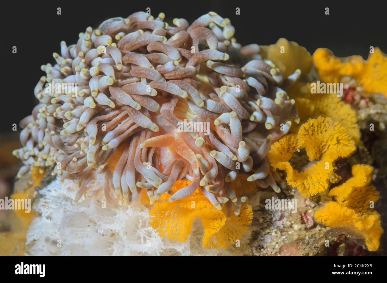 sea slug or nudibranch, Phestilla goniophaga, Lembeh Strait, North Sulawesi, Indonesia, Pacific Stock Photo