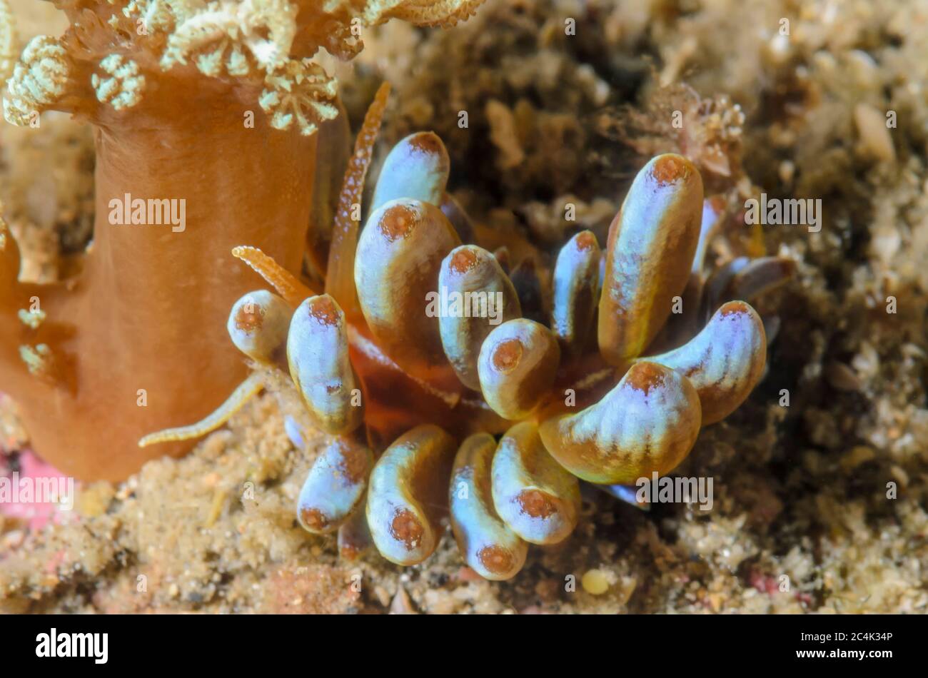 Sea slug or nudibranch, Phyllodesmium kabiranum, Lembeh Strait, North Sulawesi, Indonesia, Pacific Stock Photo