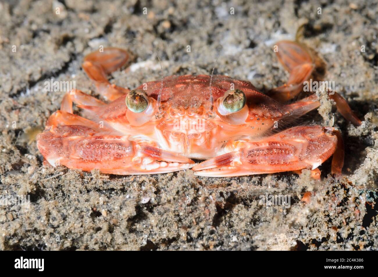 Swimming crab, Xiphonectes hastatoides, Lembeh Strait, North Sulawesi, Indonesia, Pacific Stock Photo