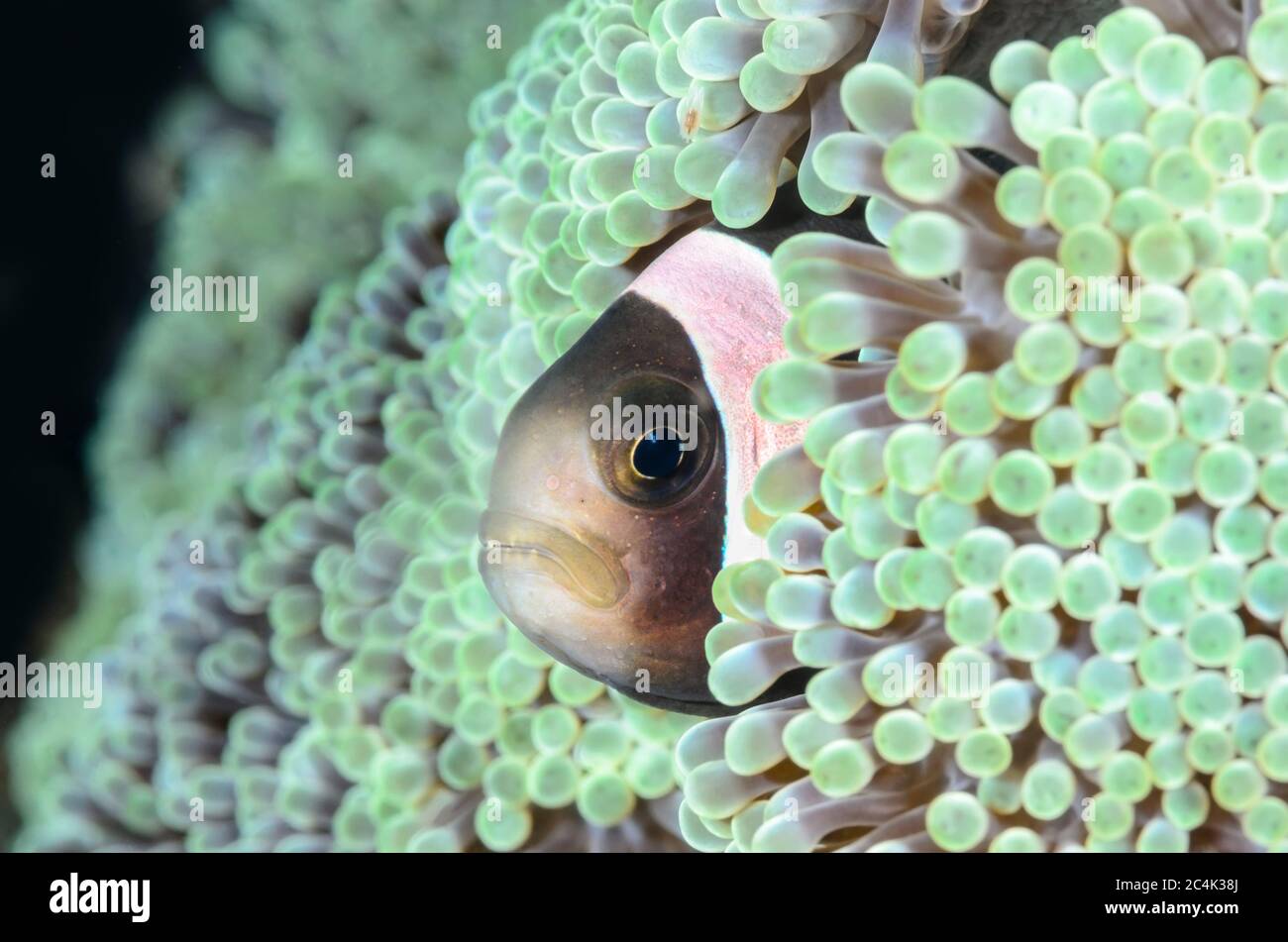 Saddleback anemonefish, Amphiprion polymnus, Lembeh Strait, North Sulawesi, Indonesia, Pacific Stock Photo