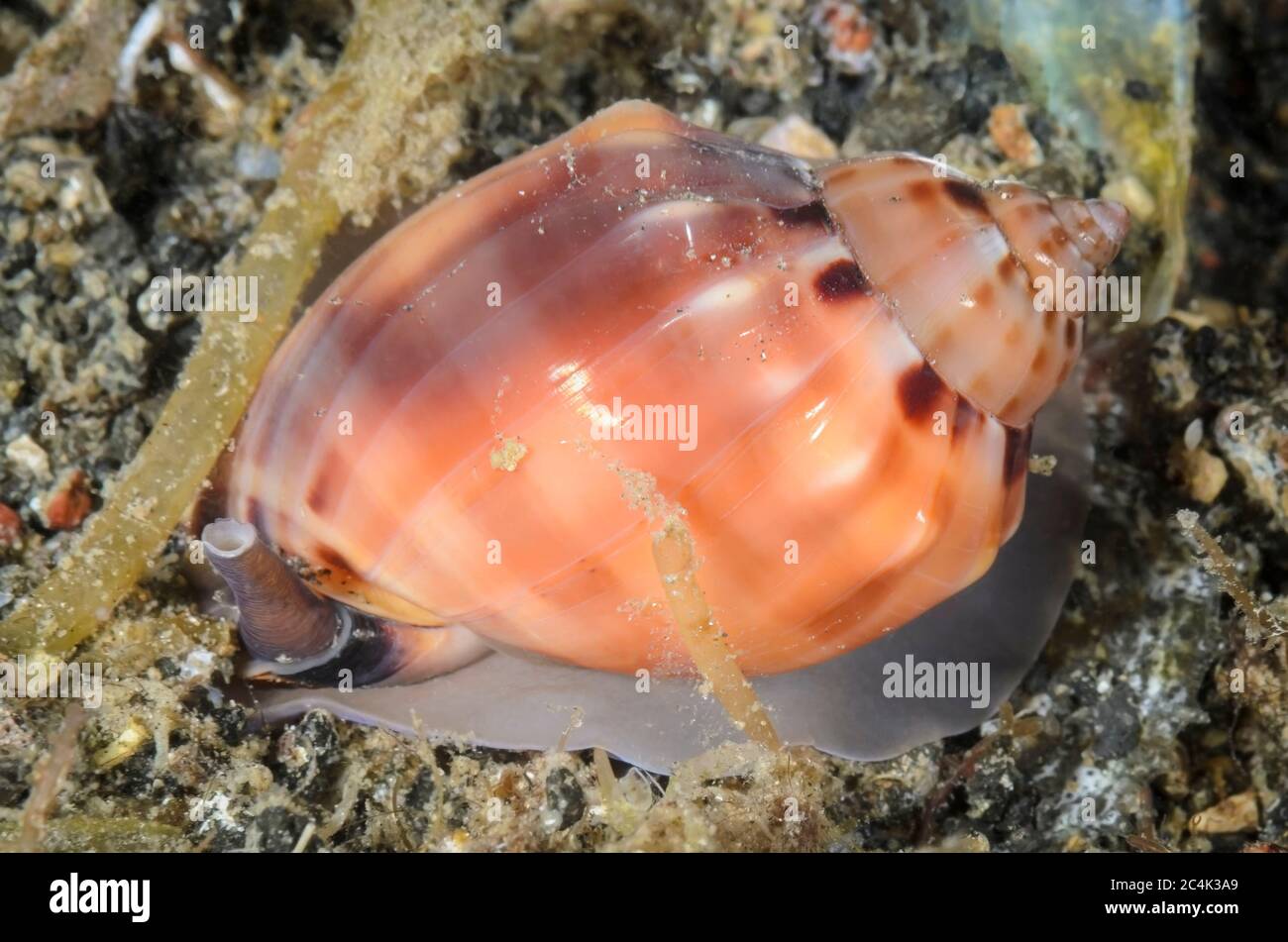 Helmet snail,  Casmaria boblehmani, Lembeh Strait, North Sulawesi, Indonesia, Pacific Stock Photo