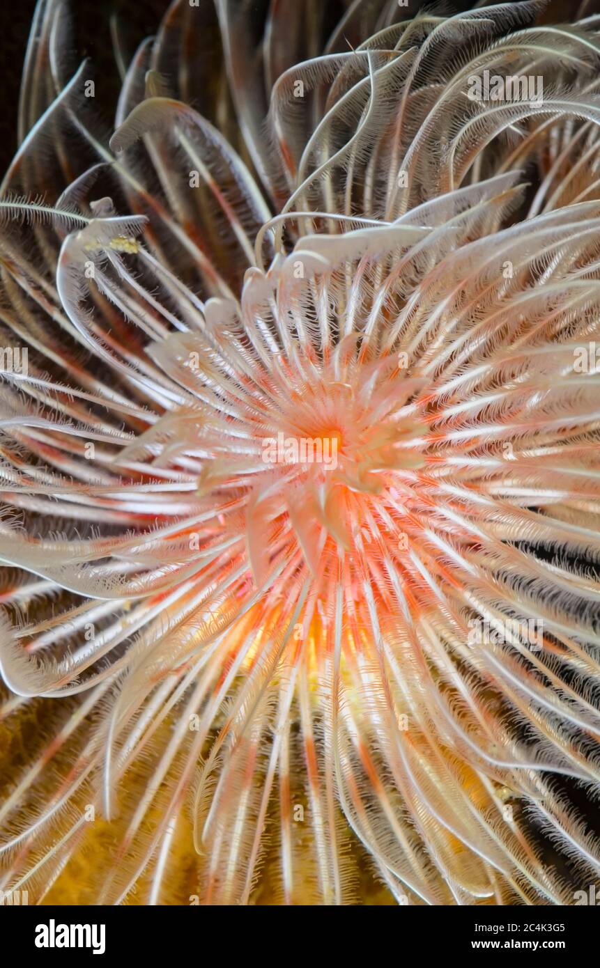 Magnificent tube worm, Protula magnifica, Lembeh Strait, North Sulawesi, Indonesia, Pacific Stock Photo