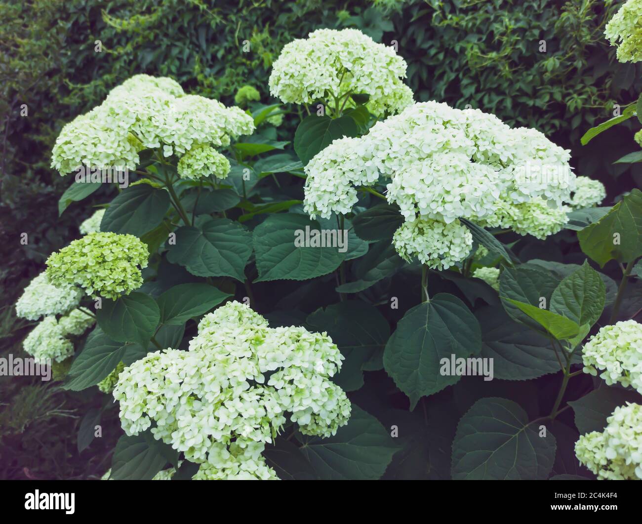 beautiful lush white inflorescences of hydrangea tree-shaped on a ...