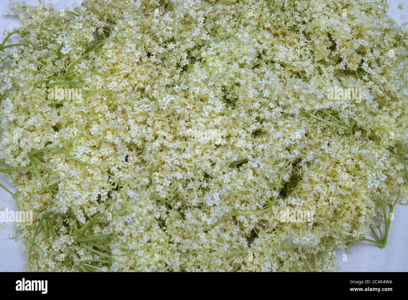 Sambucus nigra flowers. Sambucus nigra - Elder - The flowers and berries are used most often medicinally. Macro of delicate amazing blossoming of blac Stock Photo