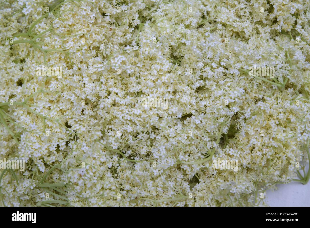Sambucus nigra flowers. Sambucus nigra - Elder - The flowers and berries are used most often medicinally. Macro of delicate amazing blossoming of blac Stock Photo