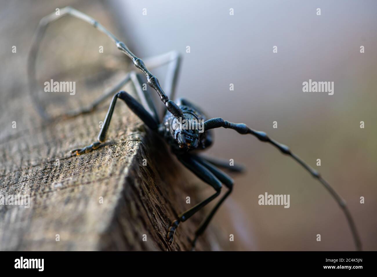Capricorn Insect Close-up of a great capricorn beetle sitting on an oak tree . Cerambyx ...