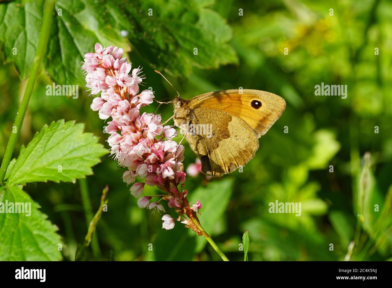 Butterfly Meadow brown (Maniola jurtina), family Nymphalidae on the flowers of Polygonum affine, family Polygonaceae. June, in a Dutch garden. Stock Photo