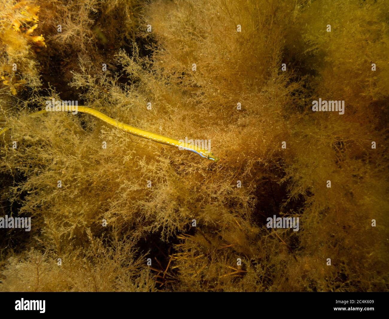 A yellow Straight-nose pipefish, Nerophis ophidion, in seaweed at On, Limhamn, Malmo, Sweden Stock Photo