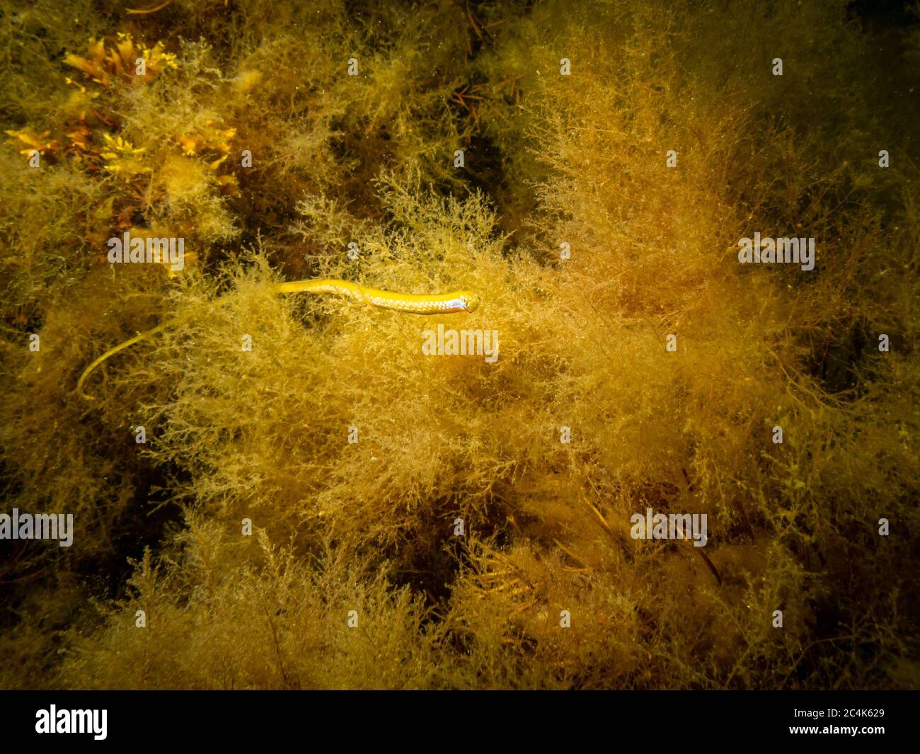 A yellow Straight-nose pipefish, Nerophis ophidion, in seaweed at On, Limhamn, Malmo, Sweden Stock Photo