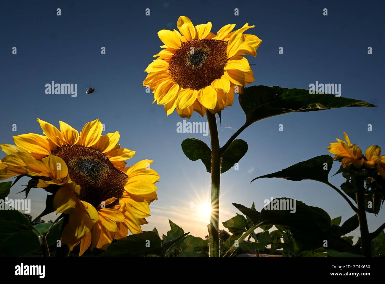Ravensburg, Germany. 27th June, 2020. Two sunflowers are standing shortly before sunset in a flower field that offers flowers to cut yourself. Credit: Felix Kästle/dpa/Alamy Live News Stock Photo