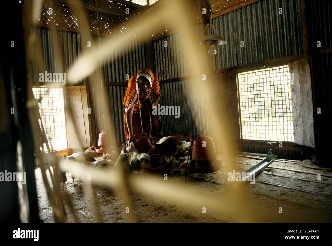 Woman looking after hens Stock Photo Alamy Woman looking after hens Stock Photo Alamy