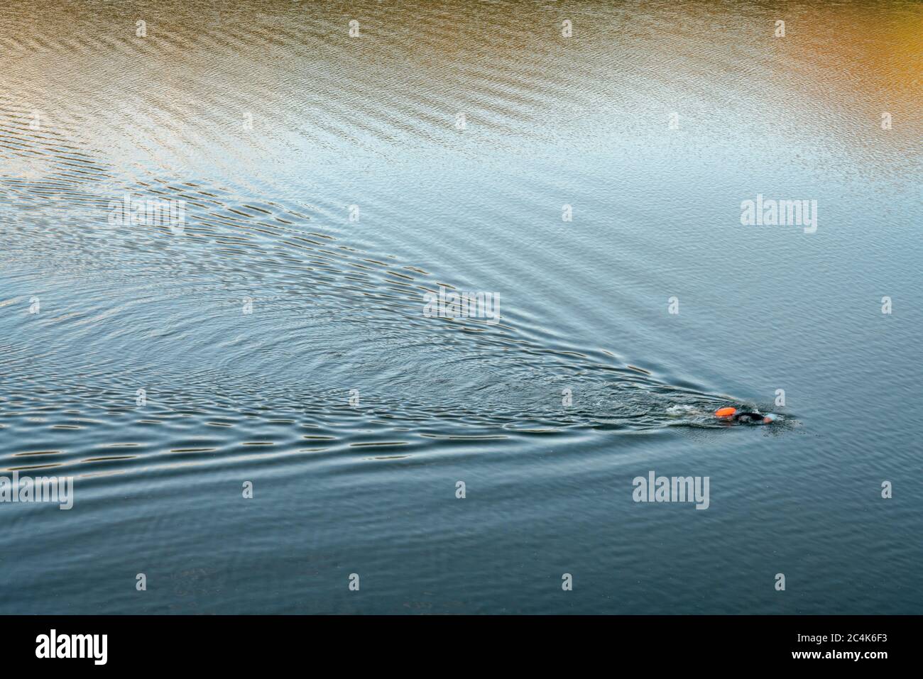 open water swimmer with a swim buoy on a calm lake, summer morning workout Stock Photo