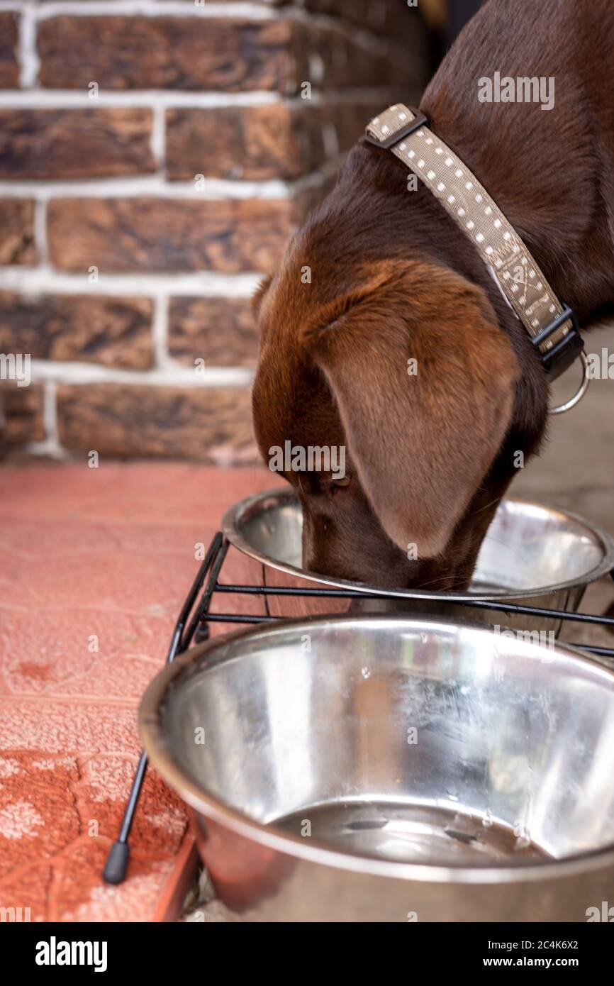The dog drinks water from a cup. Brown labrador Stock Photo Alamy