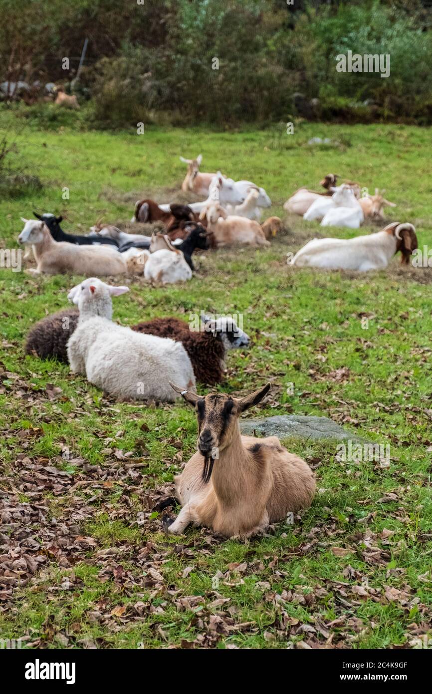 Goat laying down hires stock photography and images Alamy