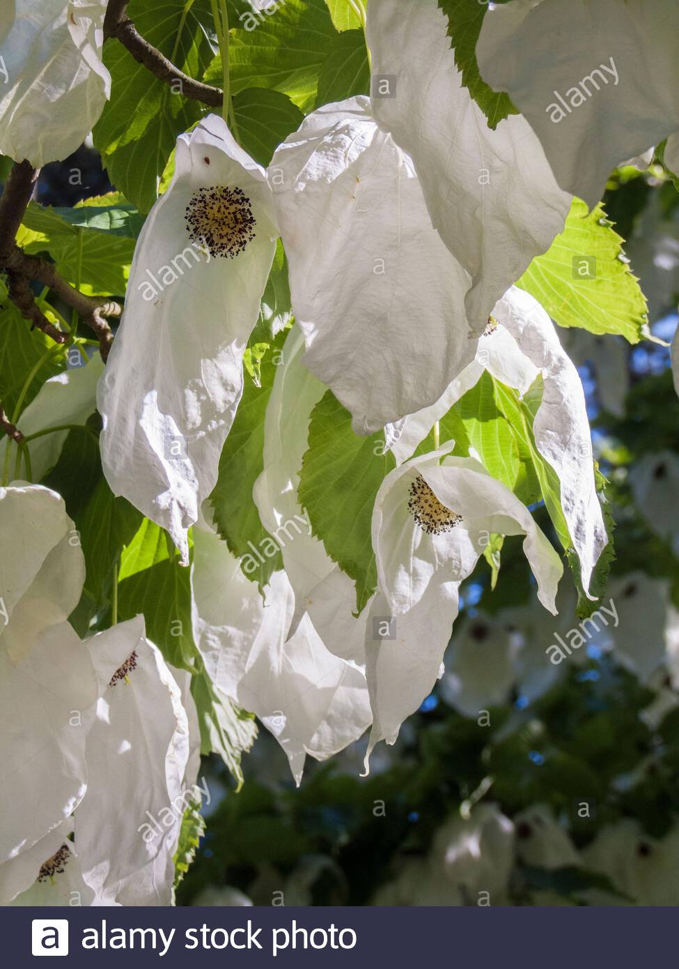 Modified Leaf High Resolution Stock Photography and Images Alamy