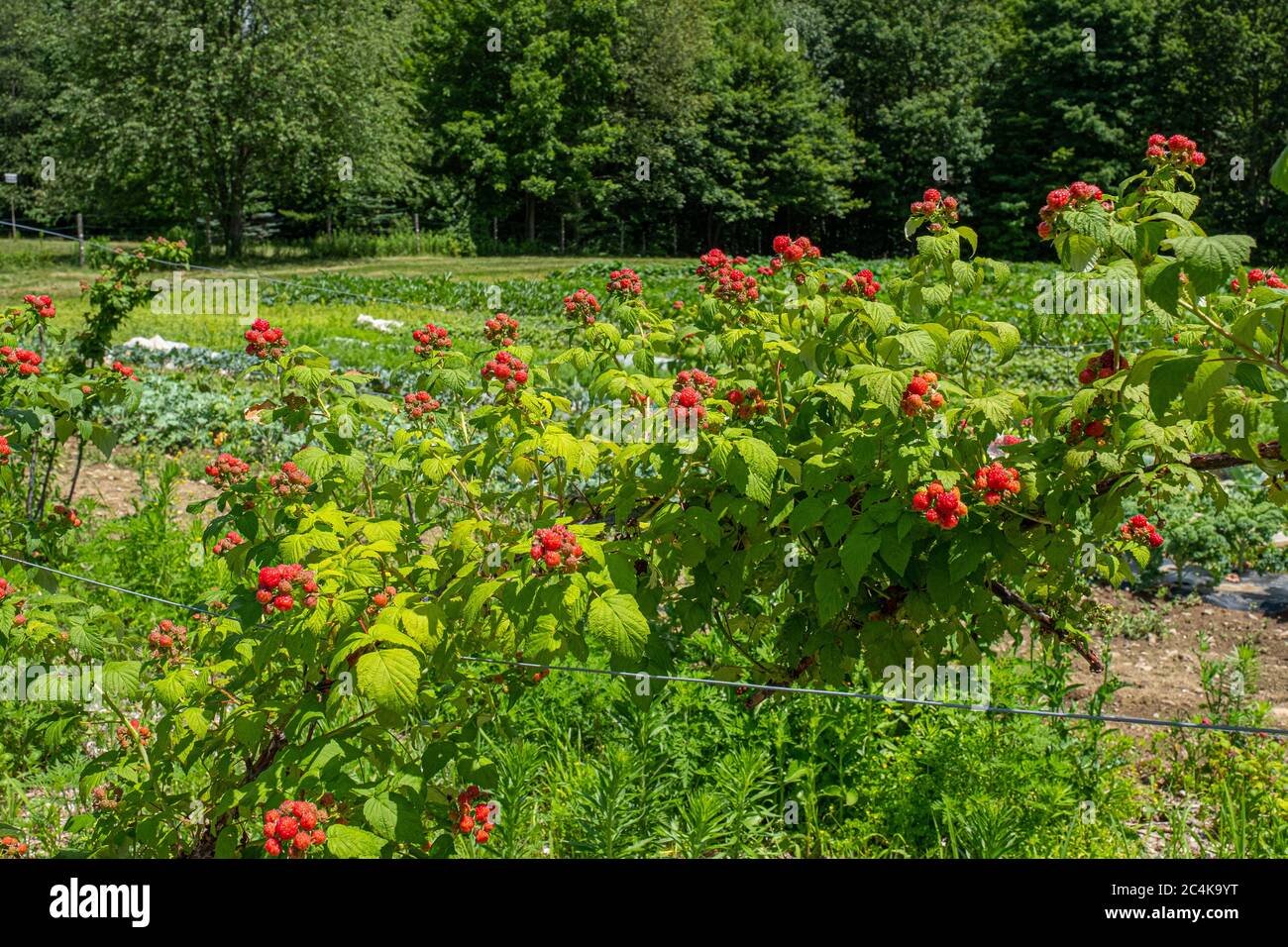 Raspberry bushes on a commercial farm in Massachusetts Stock Photo
