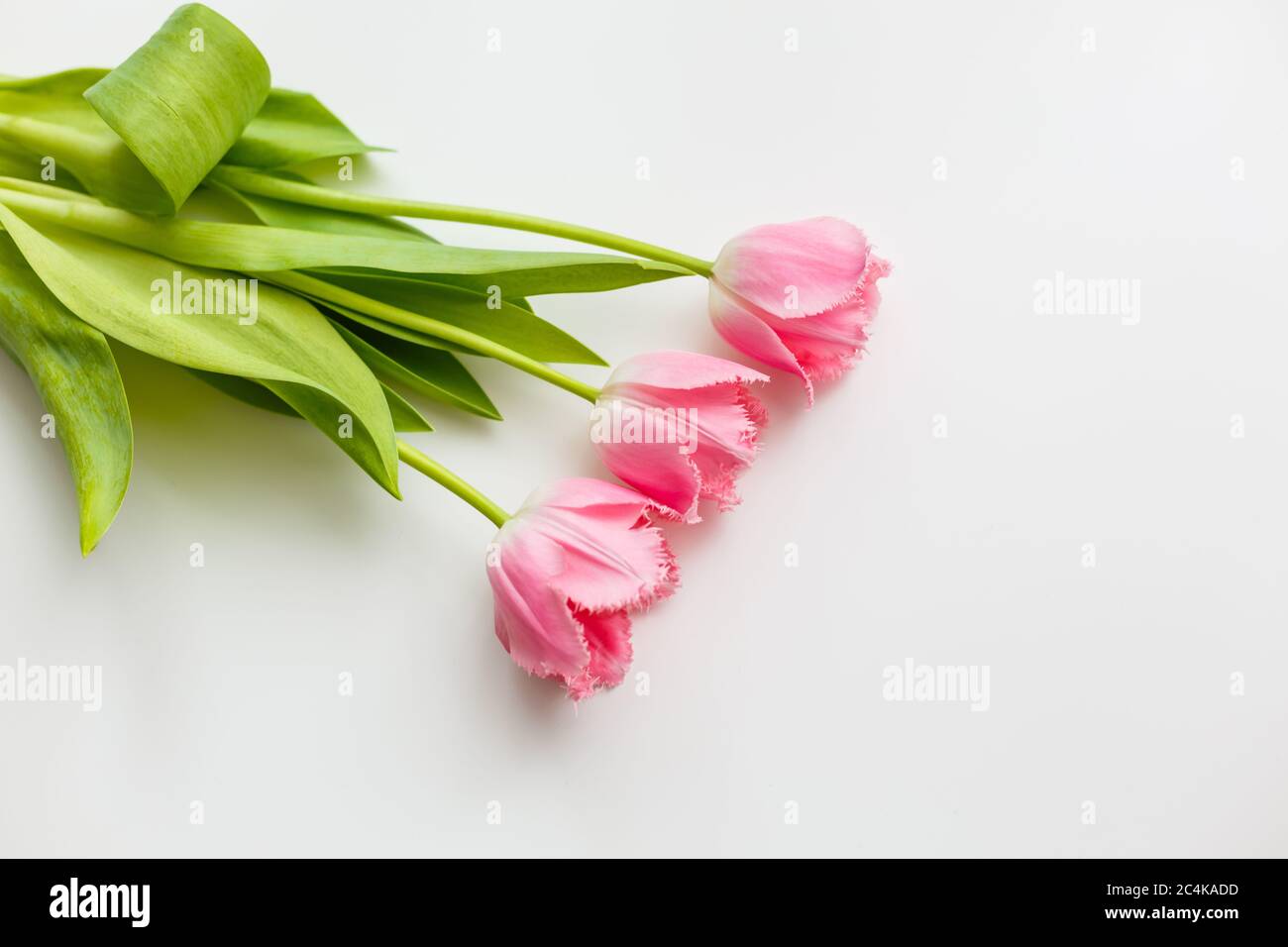 Pink tulip isolated on white background Stock Photo - Alamy