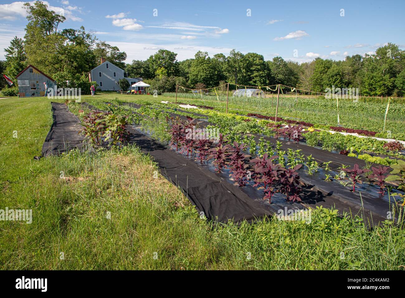 A large commercial market garden at a Massachusetts farm Stock Photo