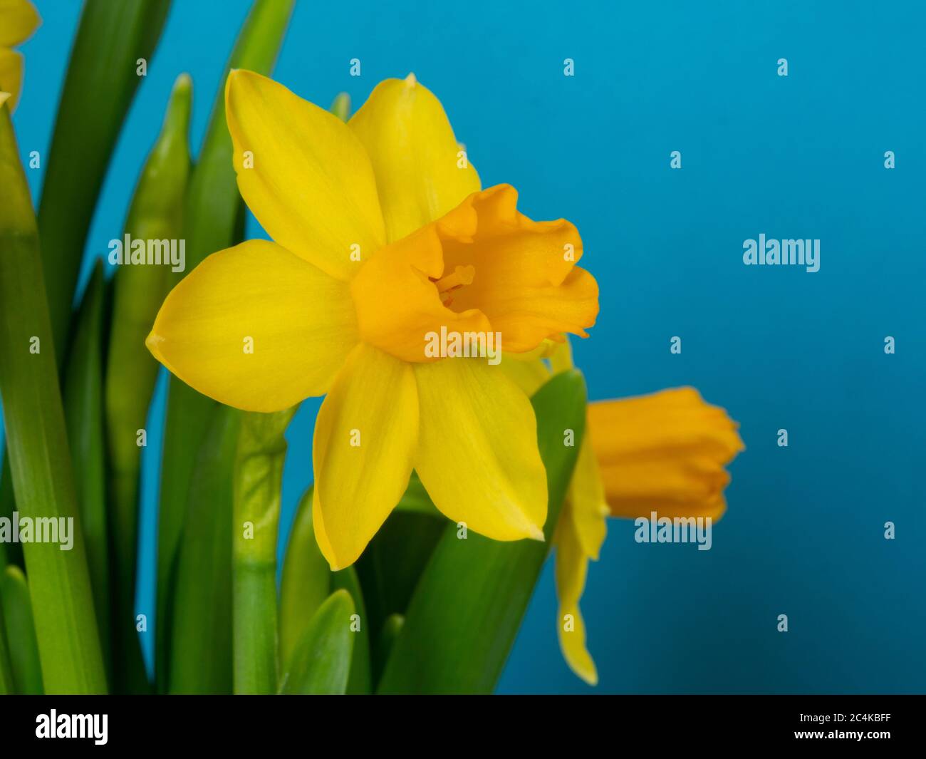 Close up of daffodil flowers hires stock photography and images Alamy