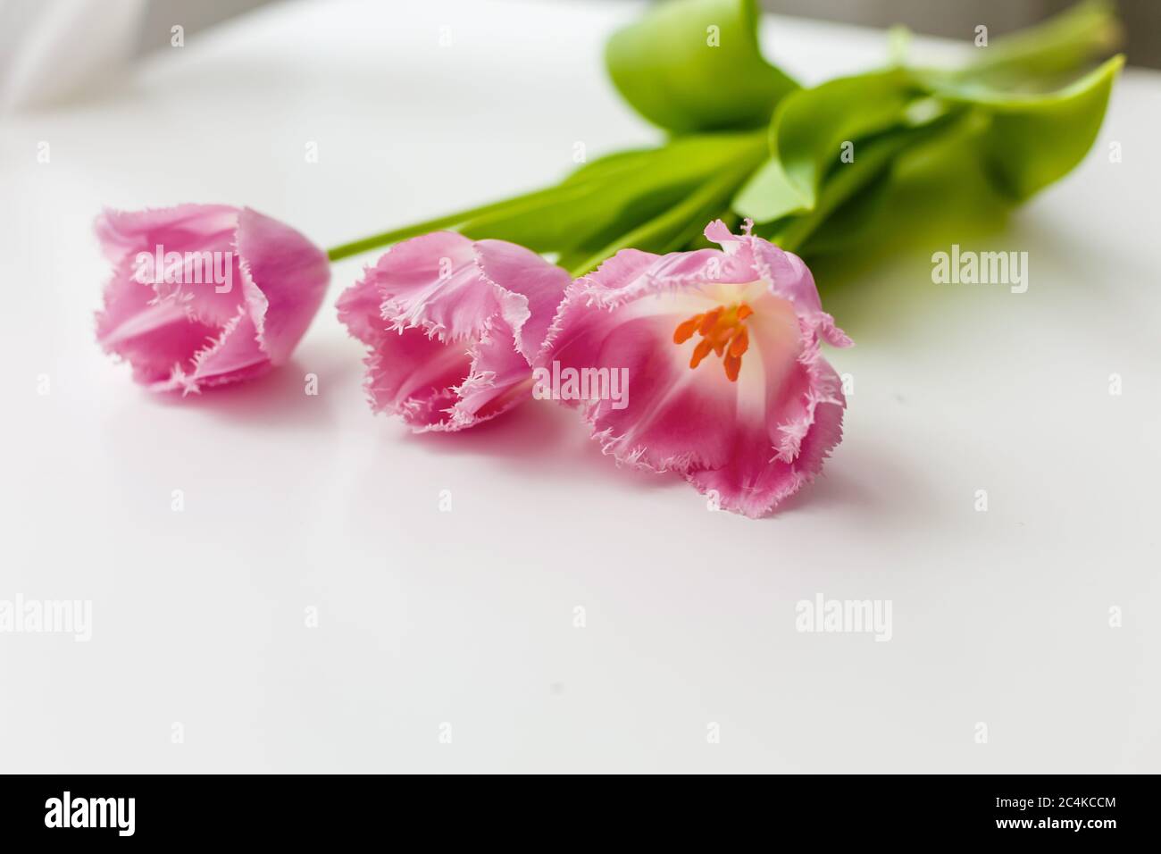 Pink tulip isolated on white background Stock Photo - Alamy