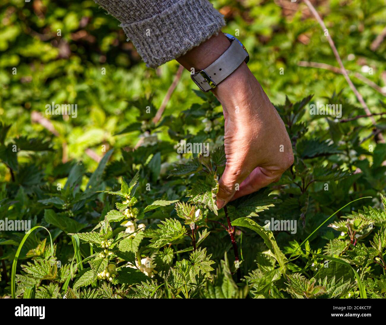 Workshop about foraging and cooking with wild Herbs in Grevenbroich, Germany Stock Photo
