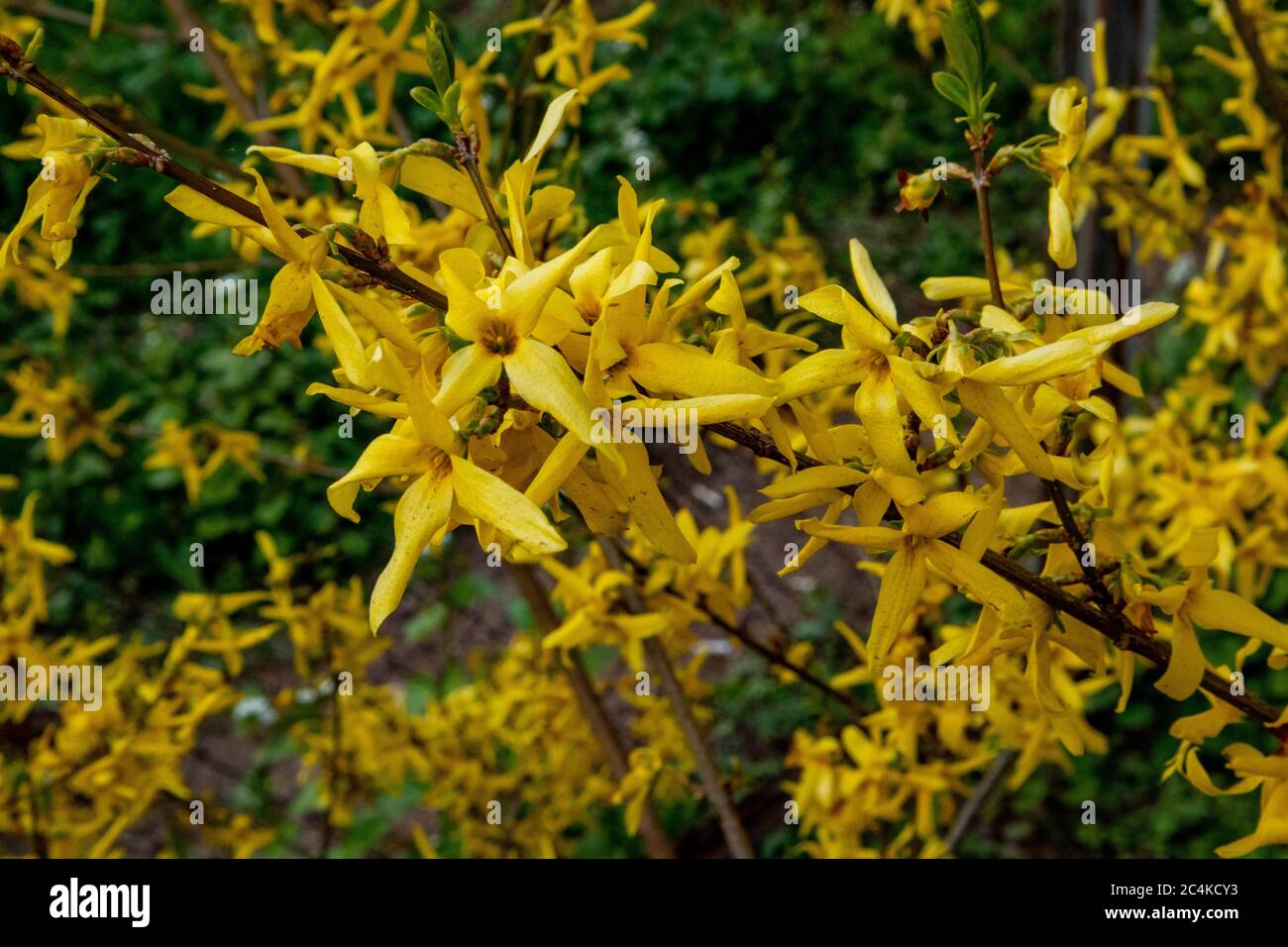 Branch of forsythia hi-res stock photography and images - Alamy