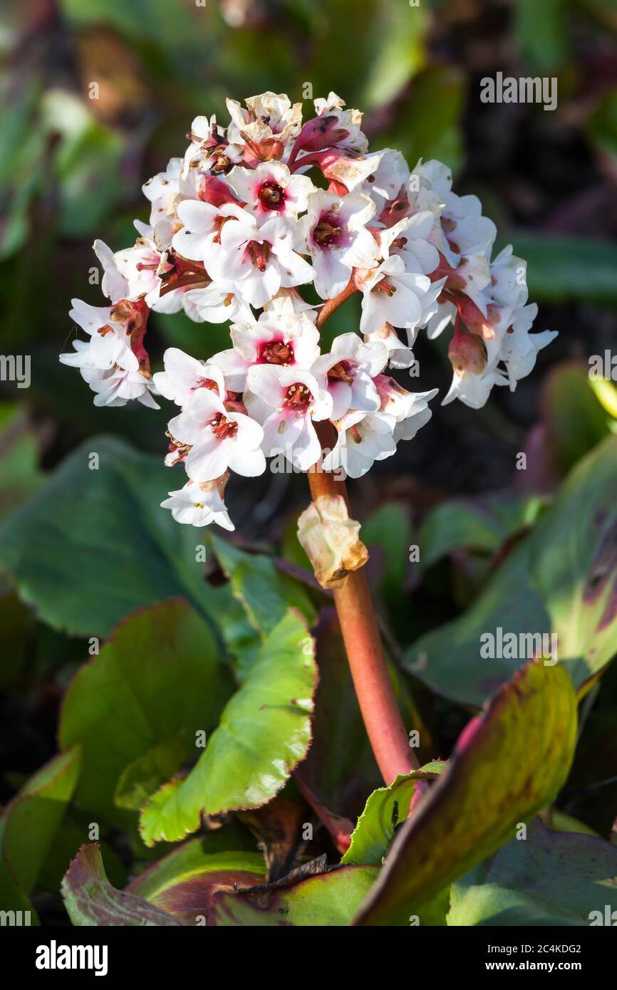 Bergenia x schmidtii a spring pink perennial rhizomatous flower plant commonly known as elephant's ears Stock Photo