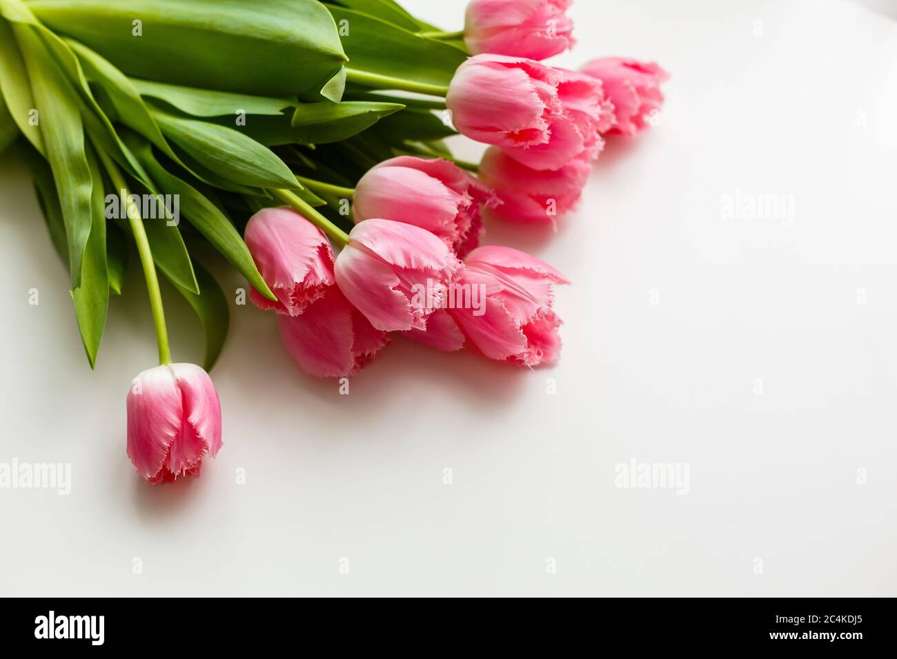 pink tulips on a white background Stock Photo - Alamy