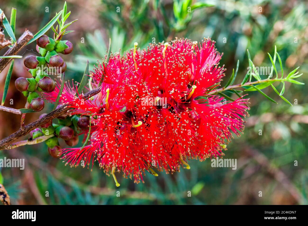 Melaleuca fulgens (red) an Australian flower shrub plant commonly known as scarlet honey myrtle Stock Photo