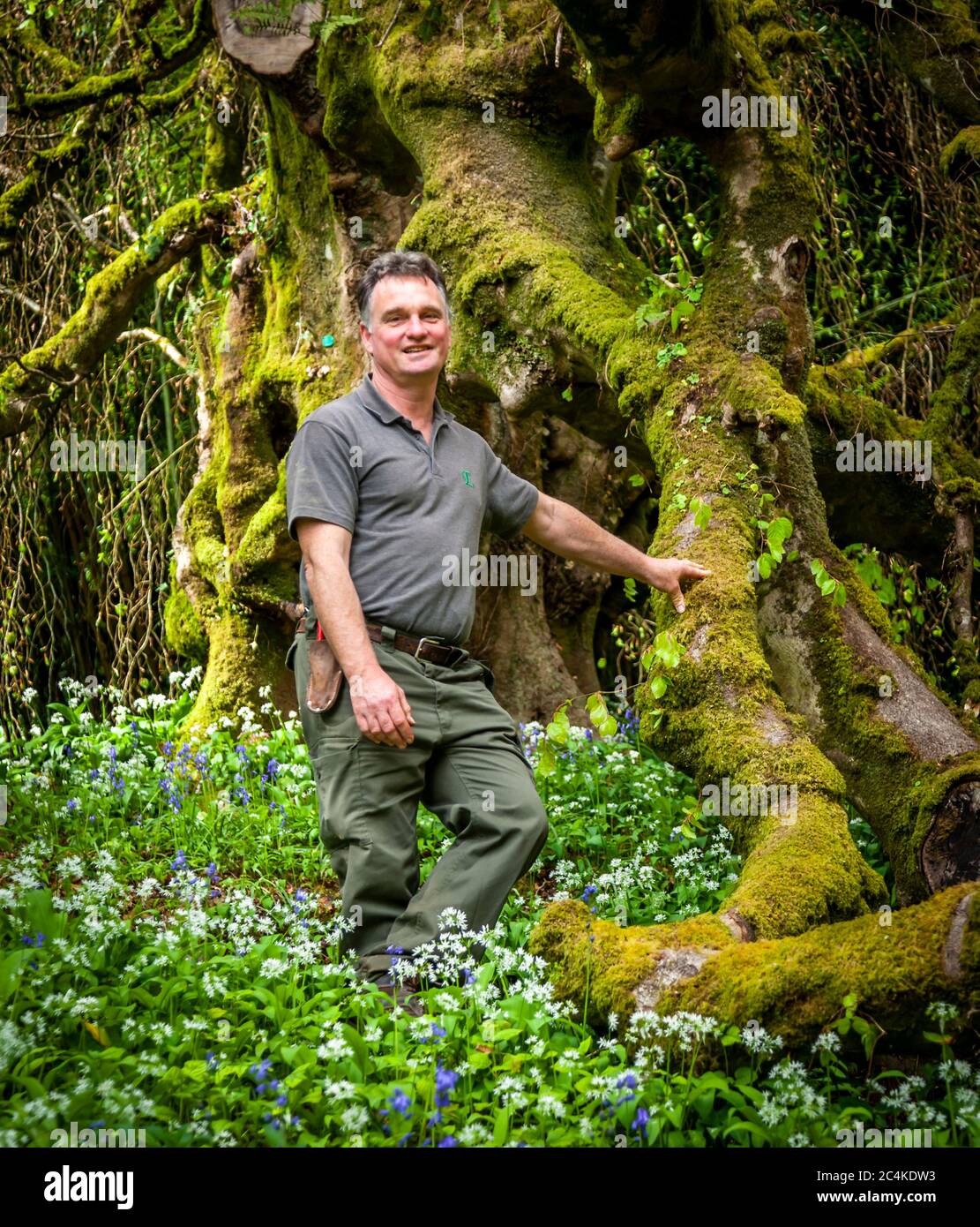 Endsleigh Hotel in West Devon, England. Head gardener Ben Roscombe-King at his favorite tree, a weeping birch that is over 200 years old. She has actually passed her maximum age and the gardeners have to support some of her huge branches Stock Photo
