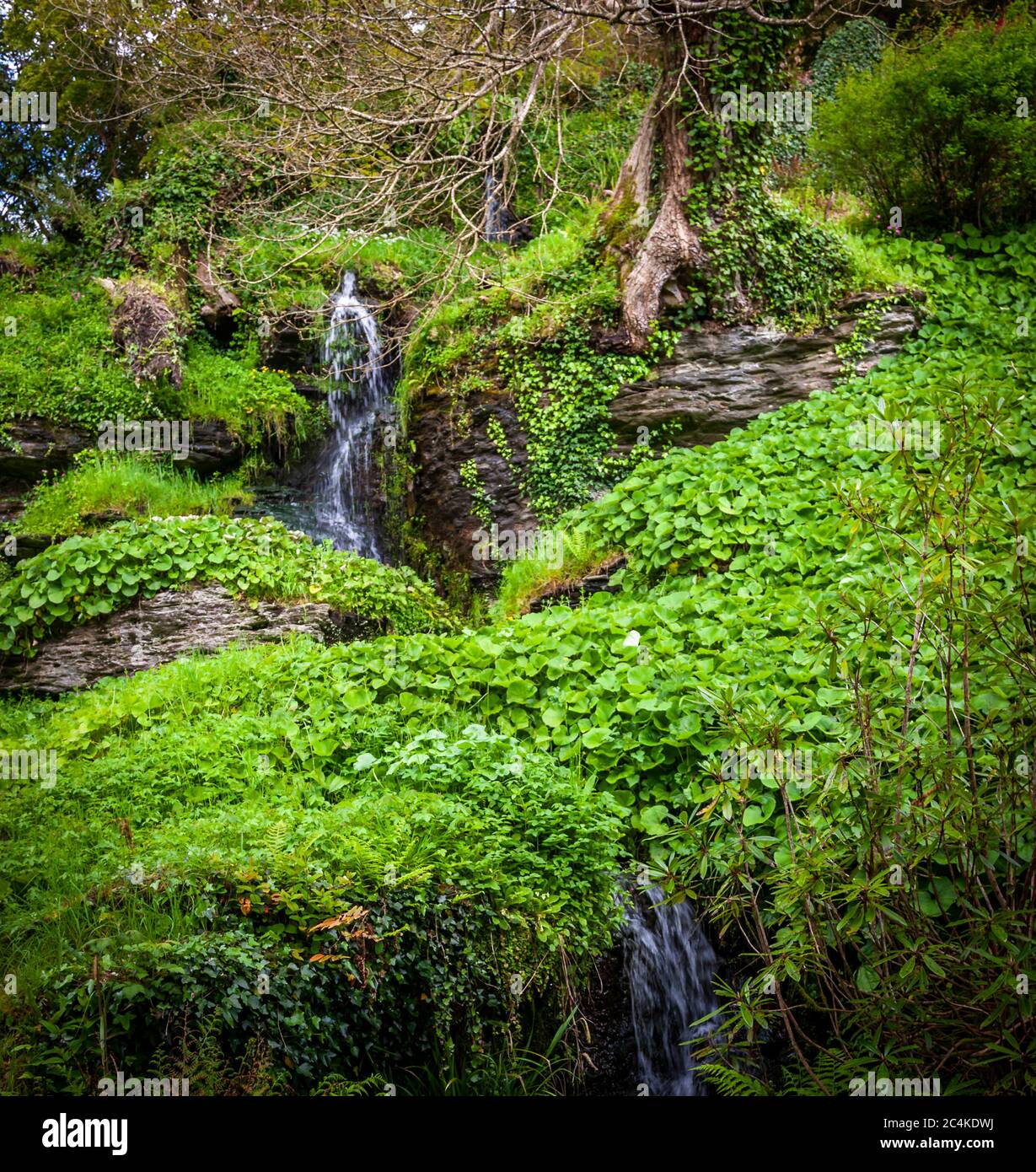Endsleigh Hotel in West Devon, England. Trees were deliberately placed close to artificially created rock ledges, waterfalls harmoniously placed in the hill. The Rapton tableau. After more than 200 years, however, some trees have tipped over the edge of the rock Stock Photo