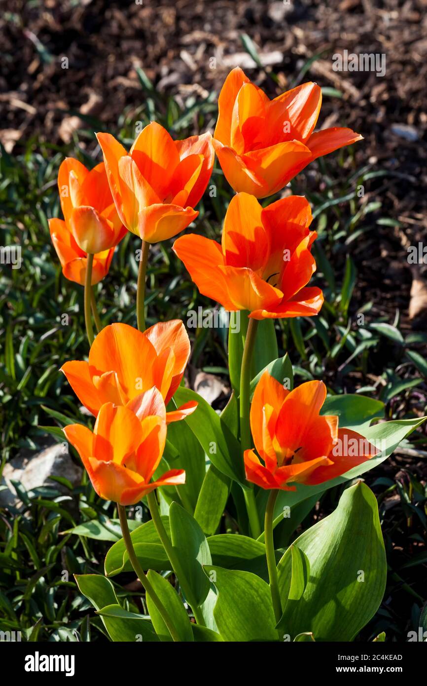 Red tulips flowering bulb plant growing outdoors in the spring season Stock Photo